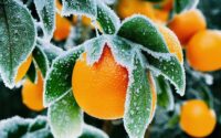 Citrus eller kosttilskud? Sådan sikrer du dit daglige c-vitaminindtag