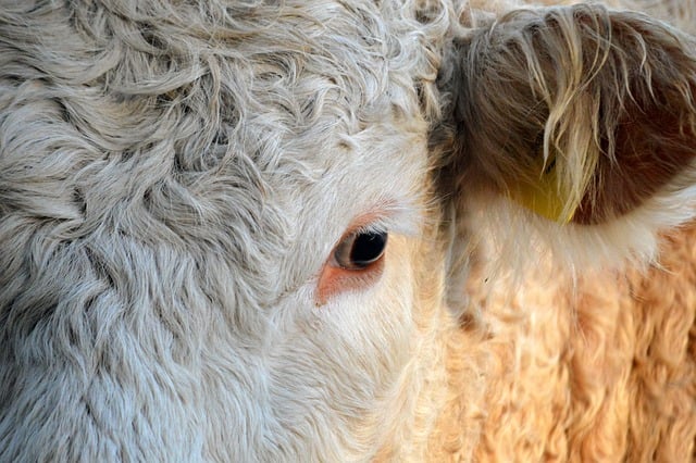 Fra tom mark til grønt guld: Sådan udnytter du 1 ha