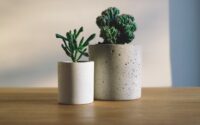 shallow focus photography of potted plants